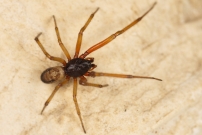 La Fausse Veuve noire. Un mle (Araneae - Theridiidae - Steatoda nobilis)
